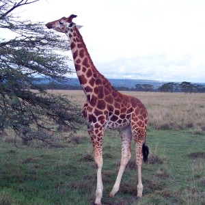 East Africa East Africa