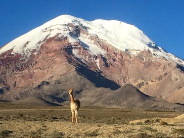 Chimborazo and Vicuna
