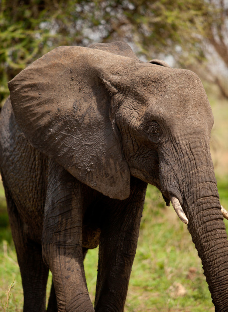 Elephant in Tanzania