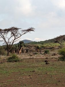Giraffe Ndarakwai Lodge