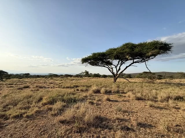 Acacia trees in Tanzania